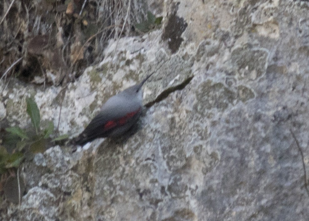 Wallcreeper