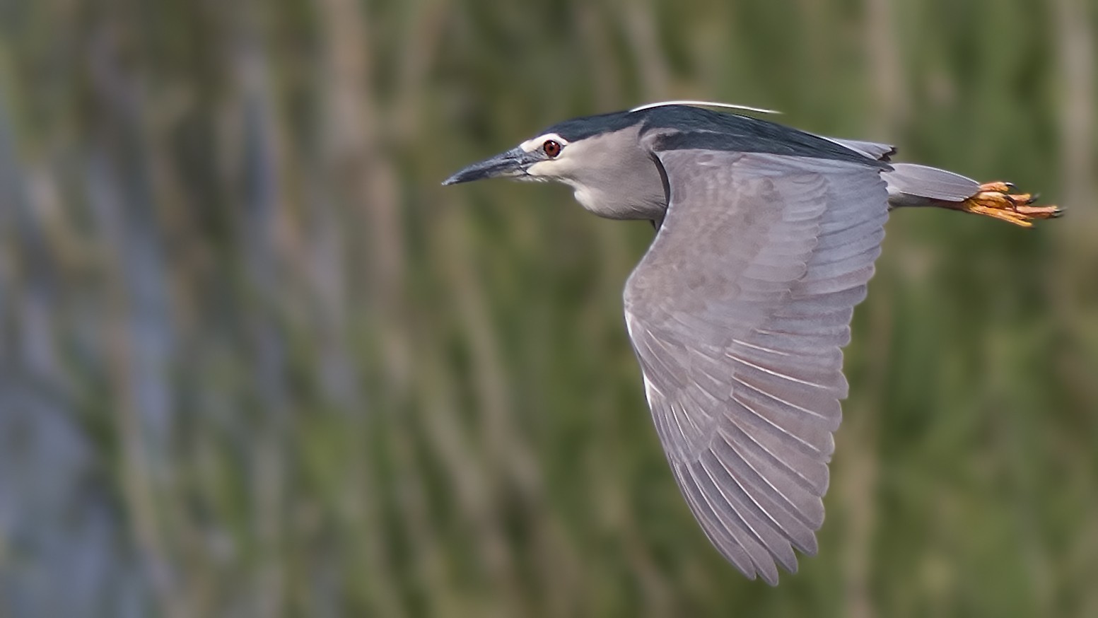 Black-crowned Night-Heron