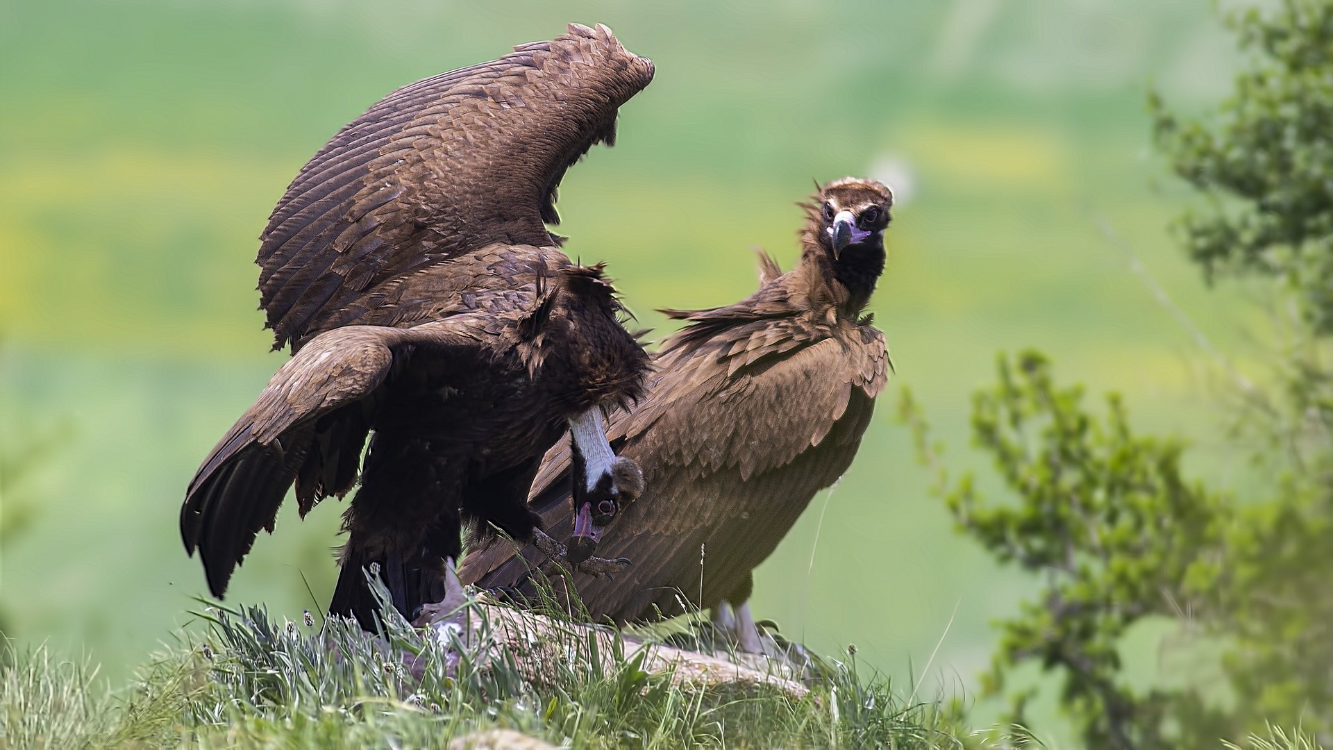 Cinereous Vulture