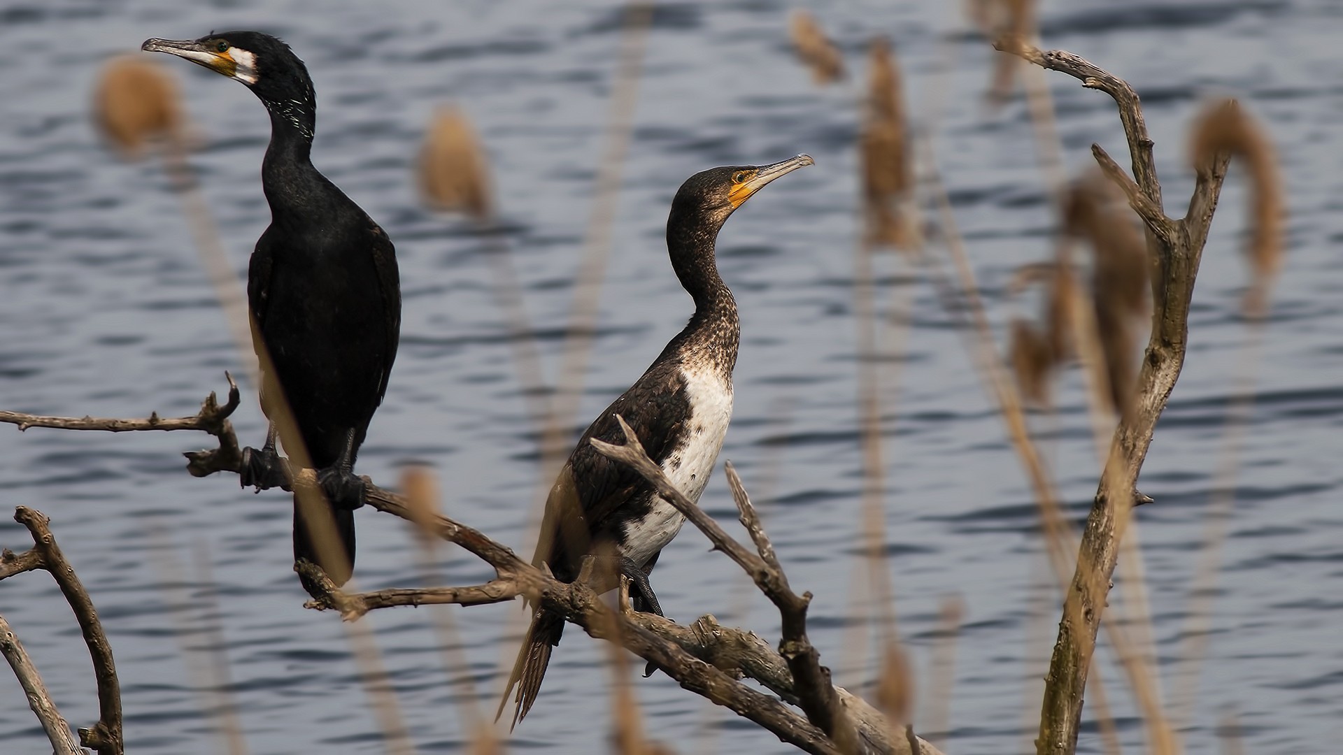Great Cormorant