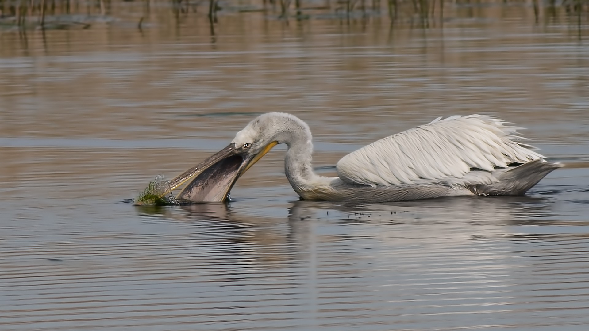 Great White Pelican