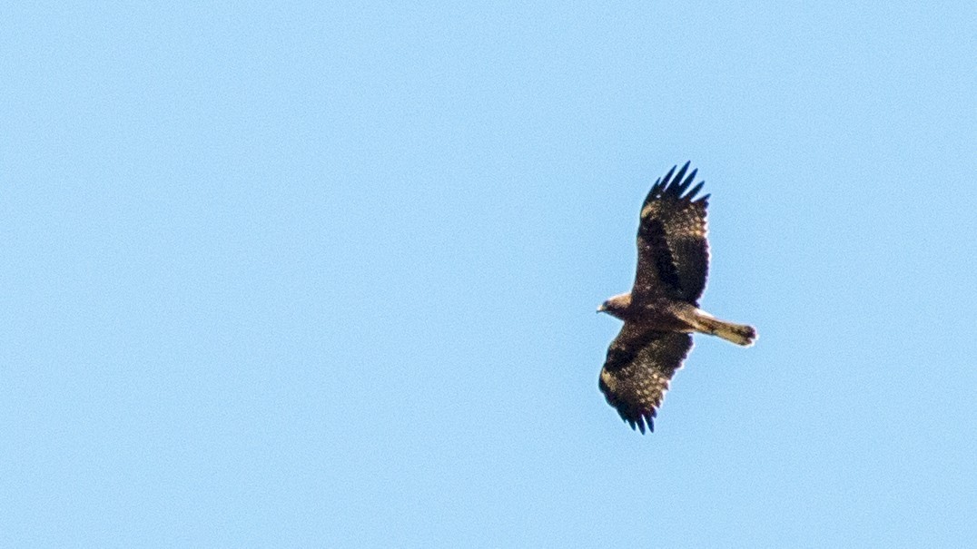 Steppe Eagle