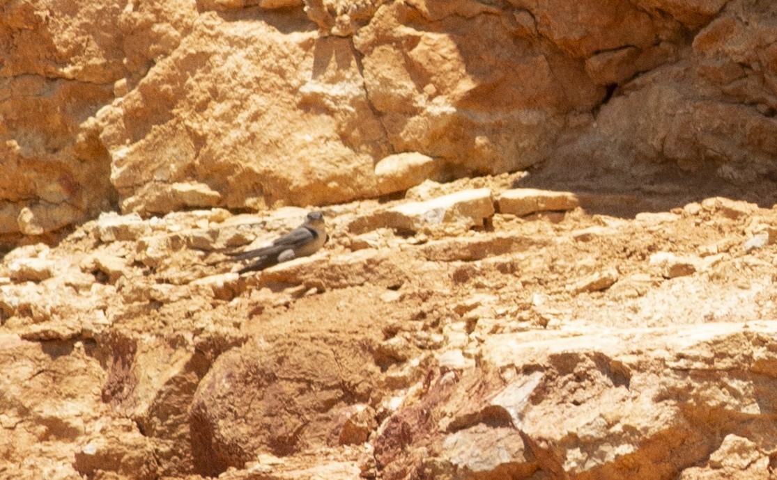 Eurasian Crag-Martin