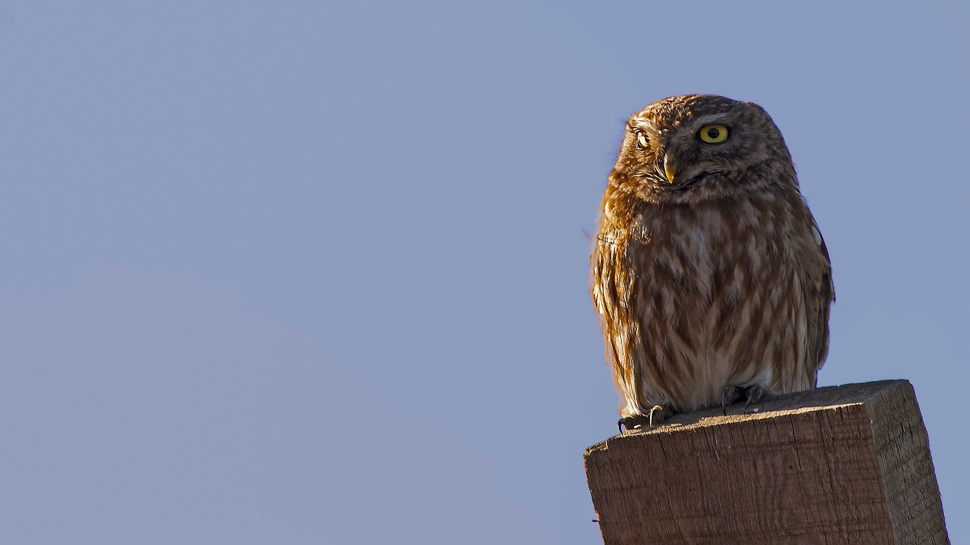 Little Owl