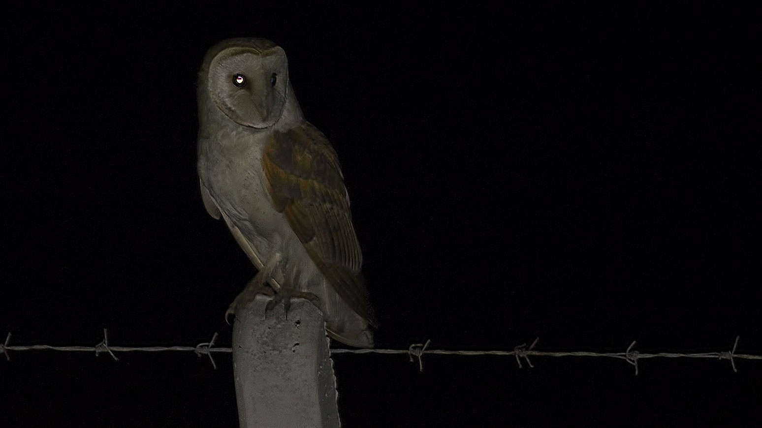 Barn Owl