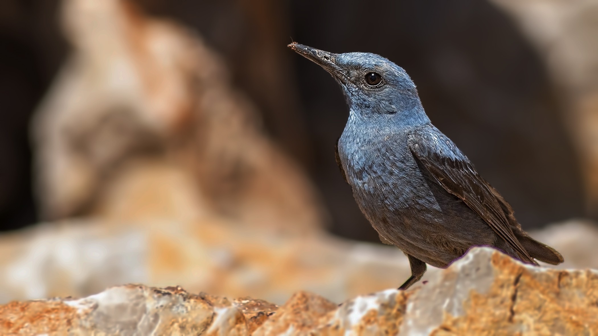 Blue Rock-Thrush