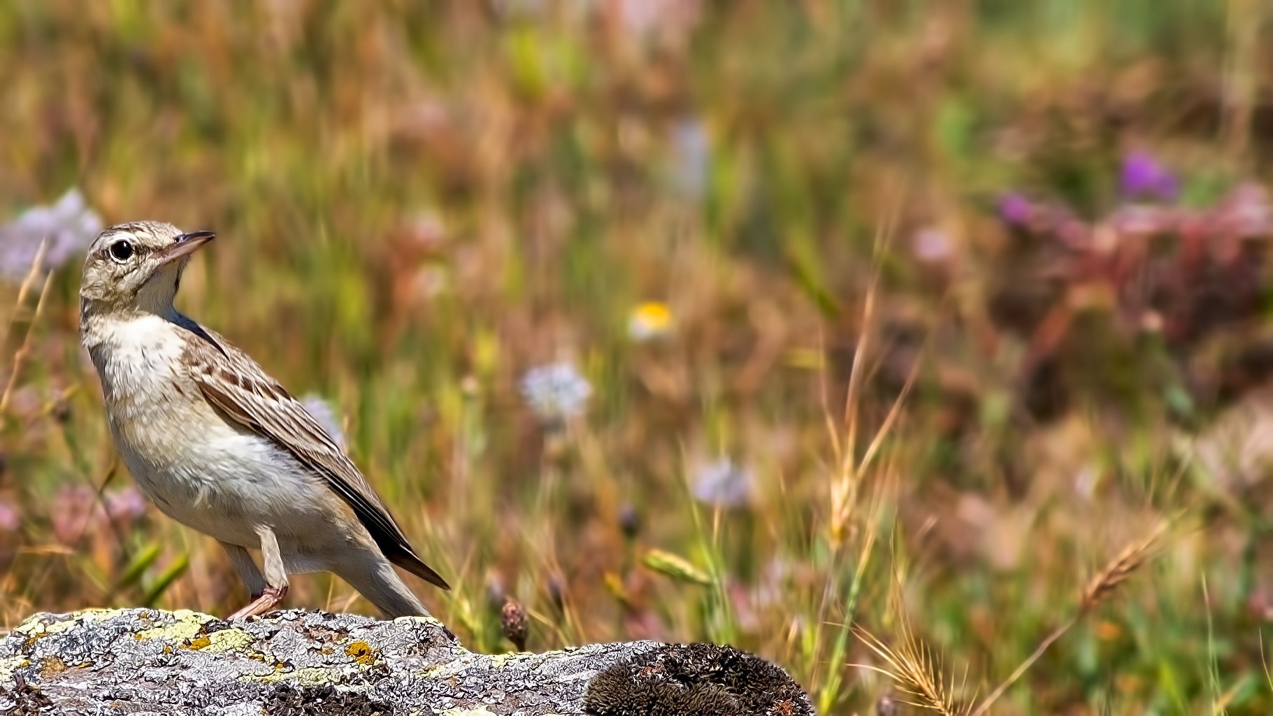 Tawny Pipit