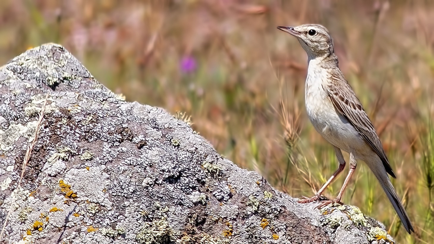Tawny Pipit
