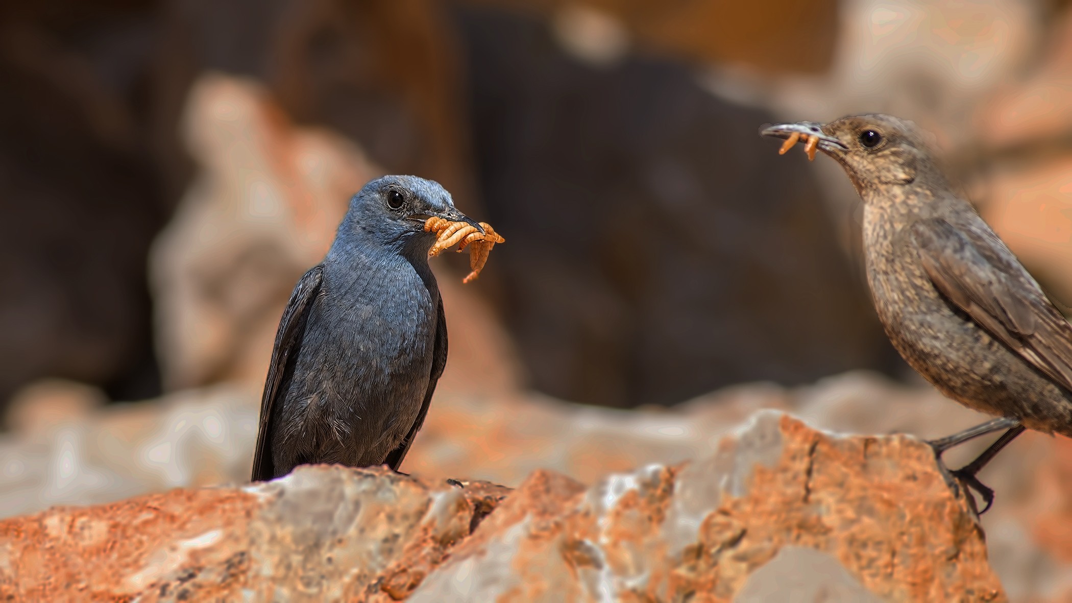 Blue Rock-Thrush