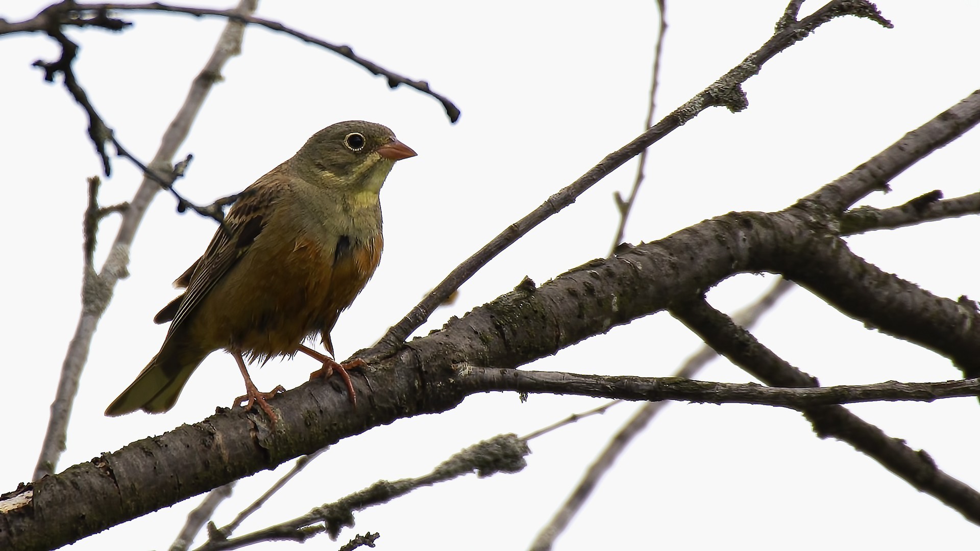 Ortolan Bunting