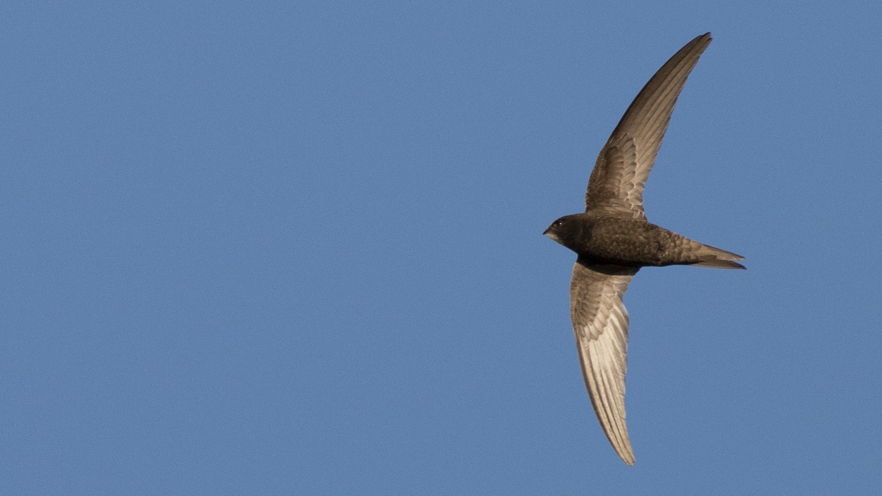 Pallid Swift