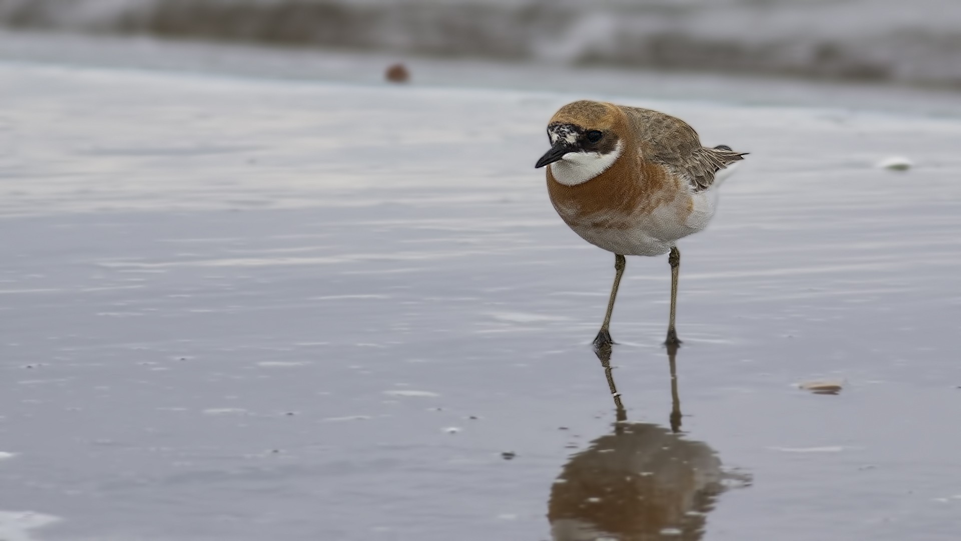 Greater Sandplover
