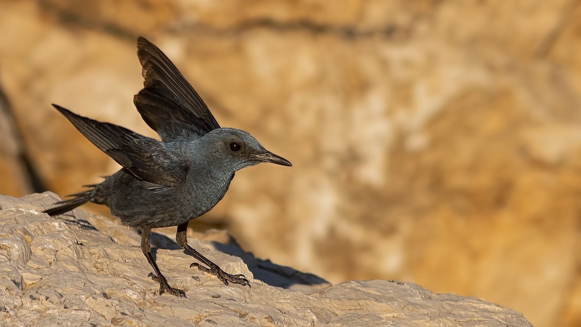 Blue Rock-Thrush