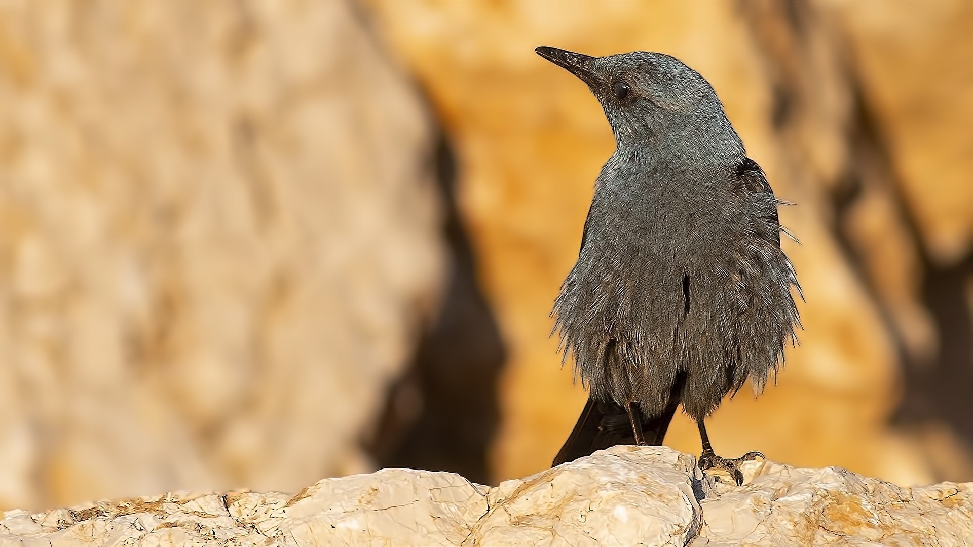 Blue Rock-Thrush