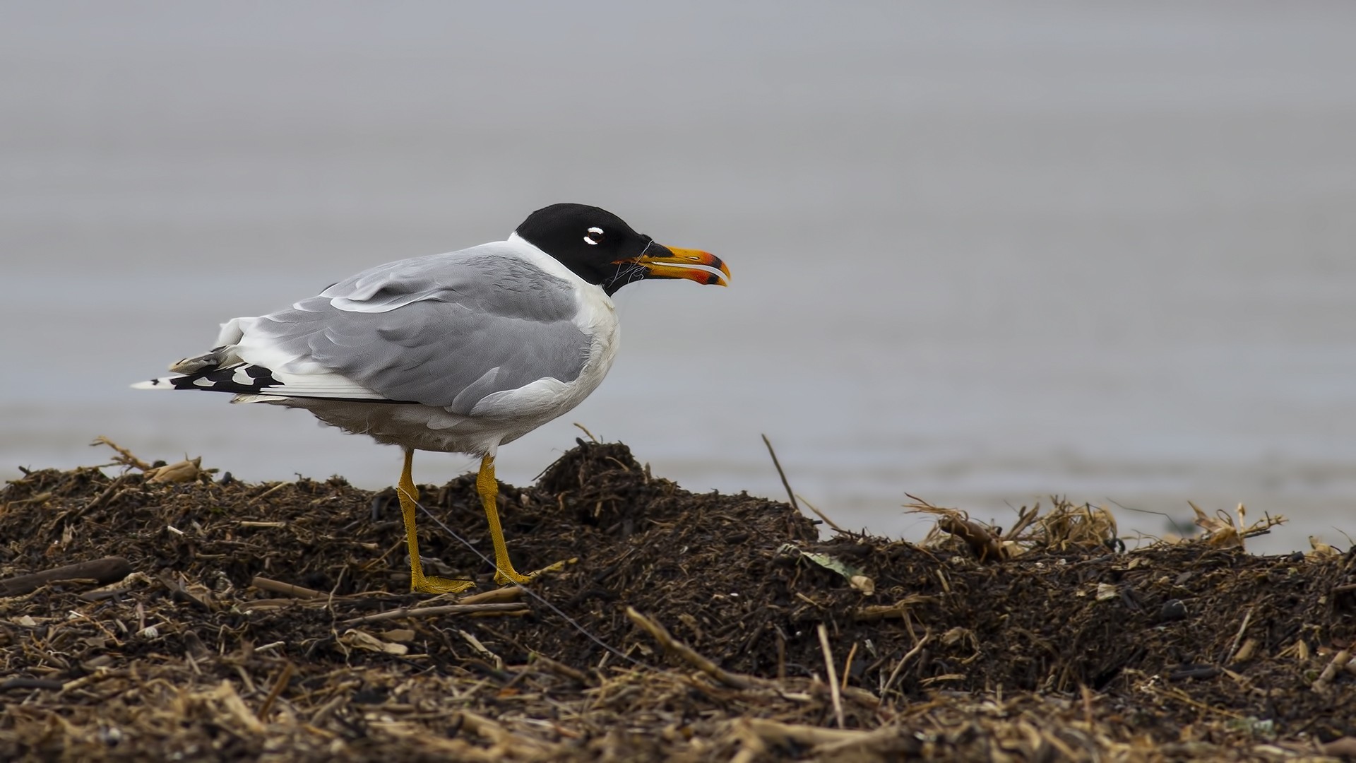 Pallas's Gull