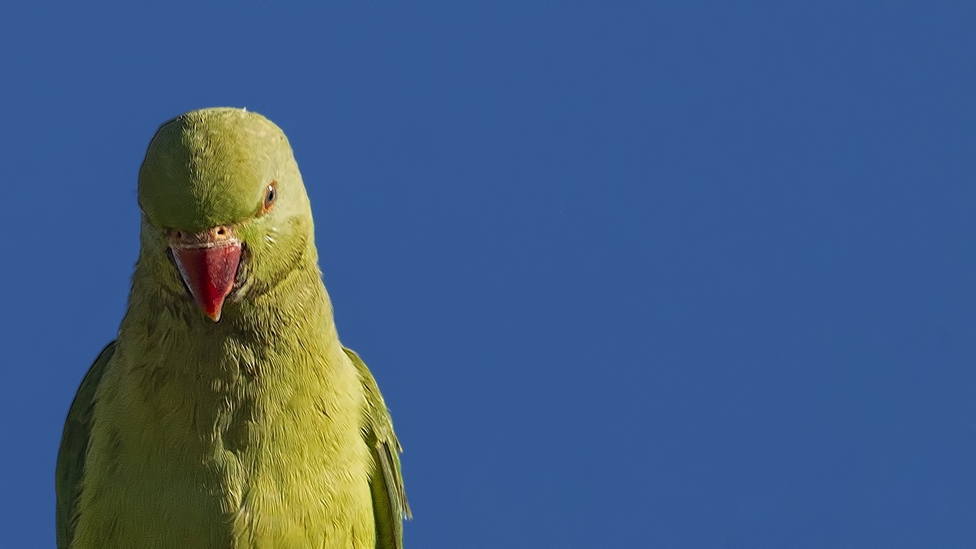 Rose-ringed Parakeet