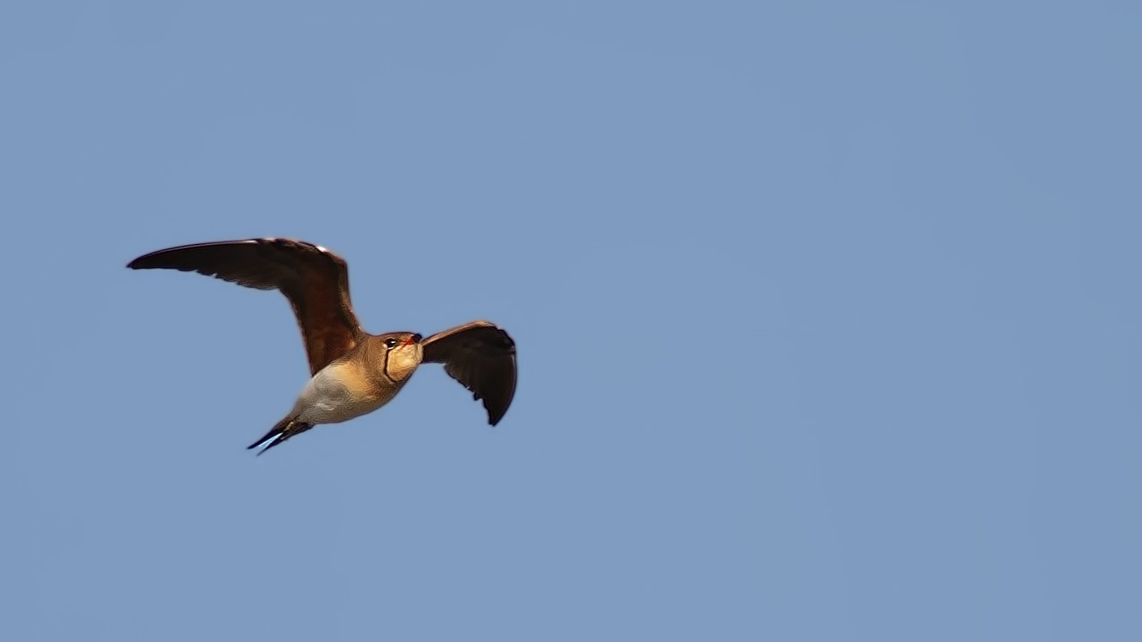 Collared Pratincole