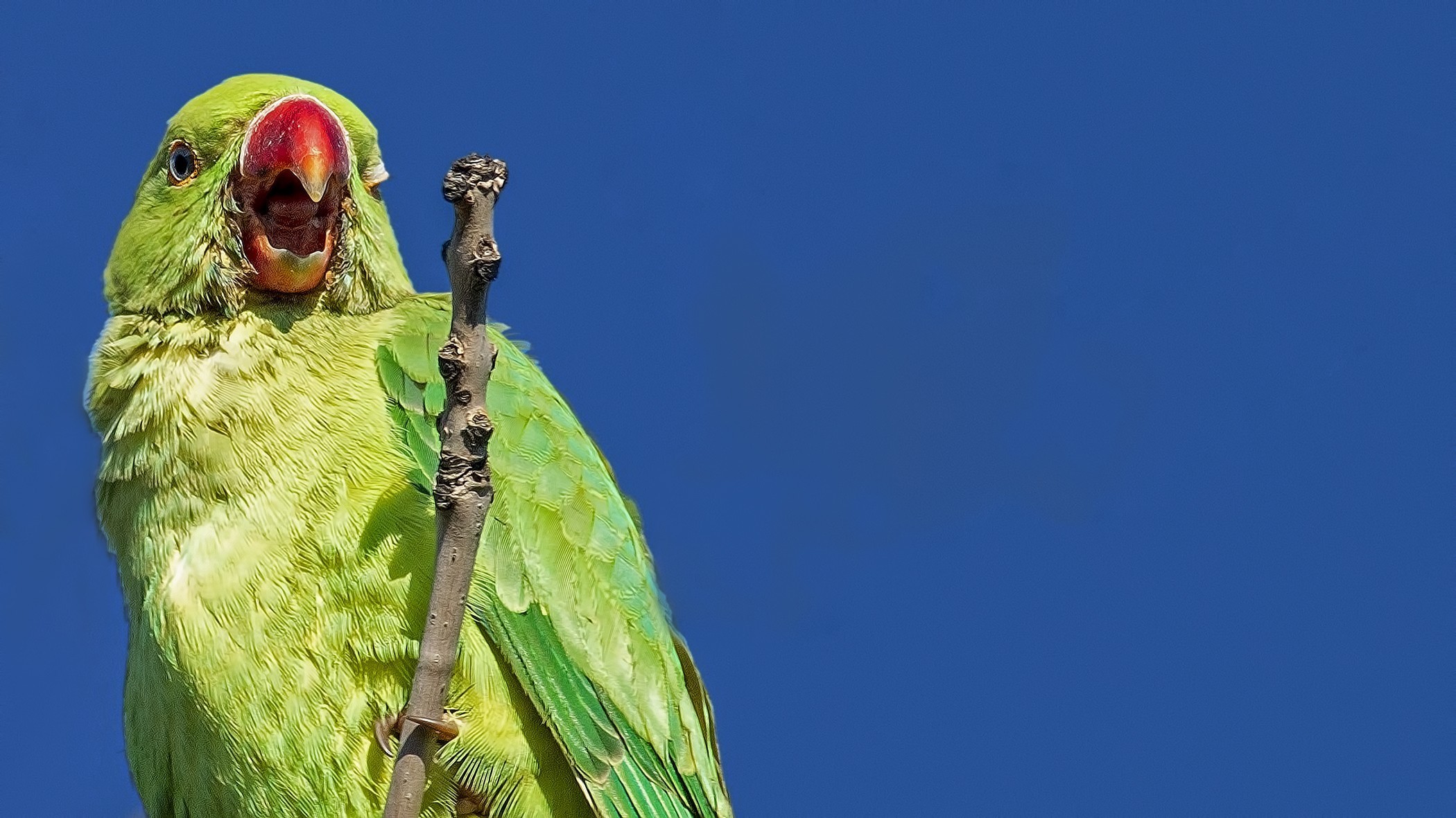 Rose-ringed Parakeet