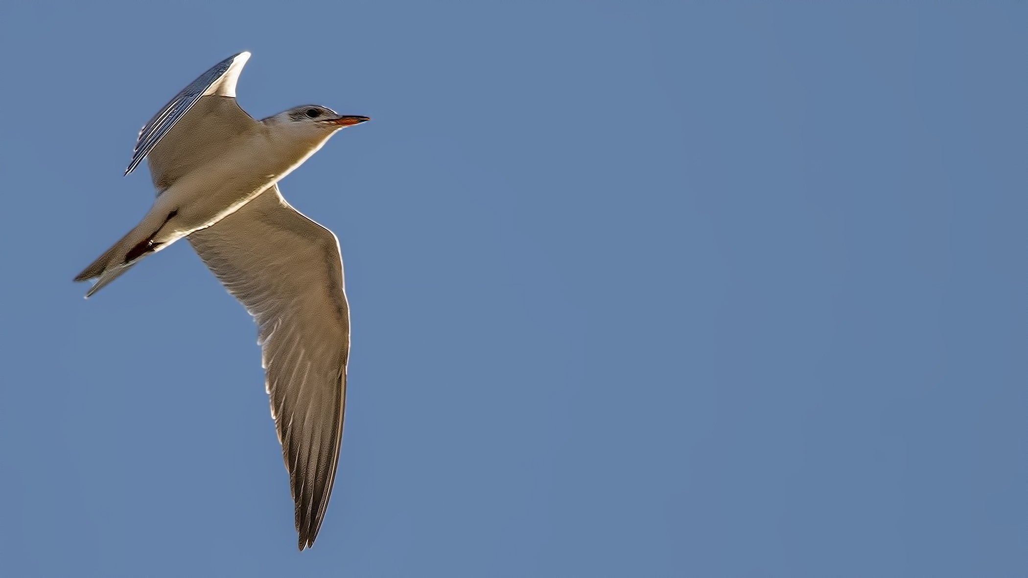 Gull-billed Tern
