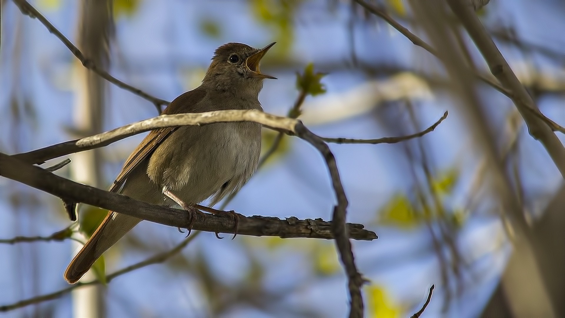 Common Nightingale