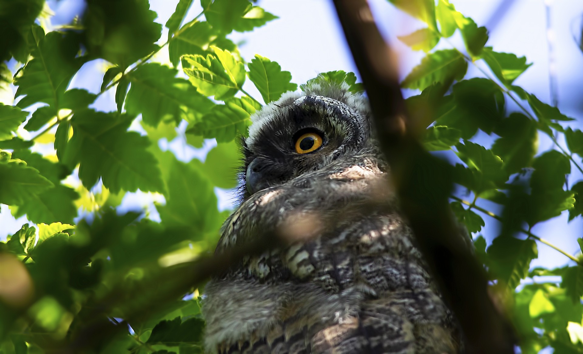 Northern Long-eared Owl