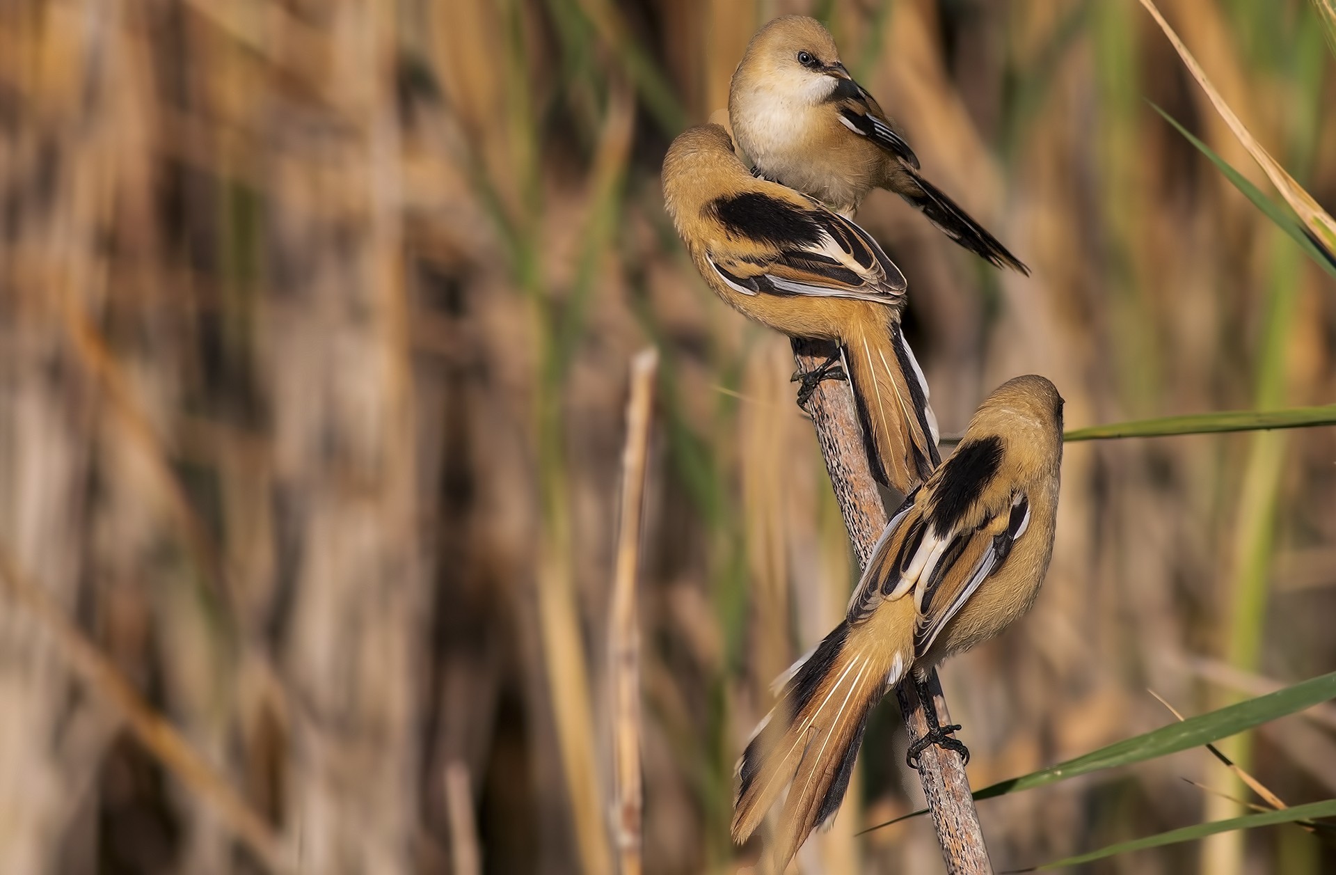 Bearded Reedling