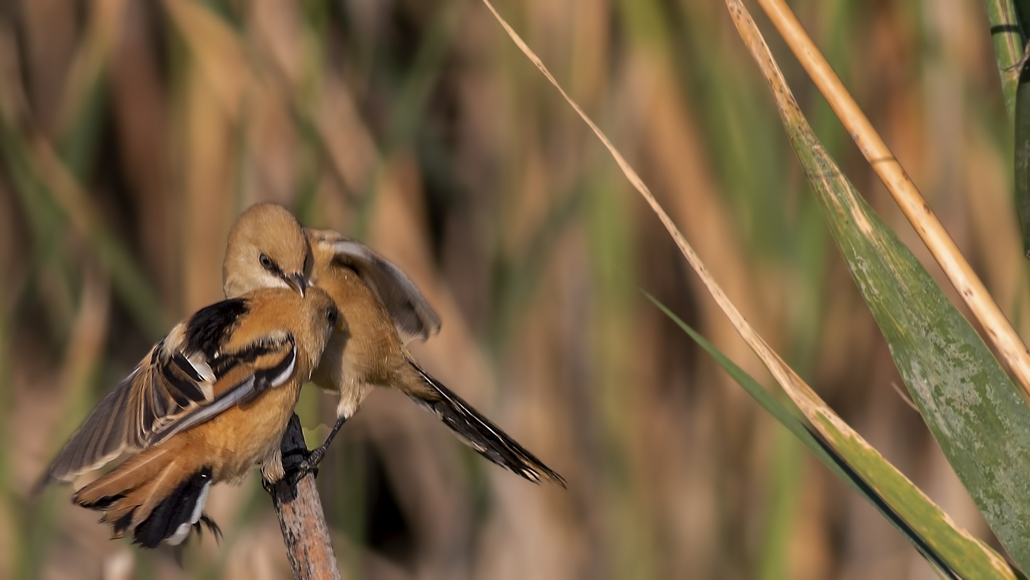Bearded Reedling