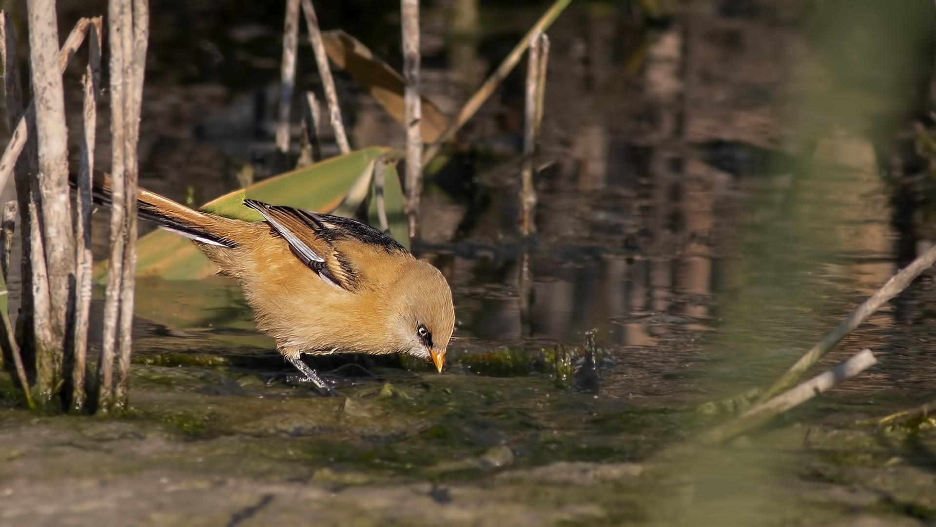Bearded Reedling