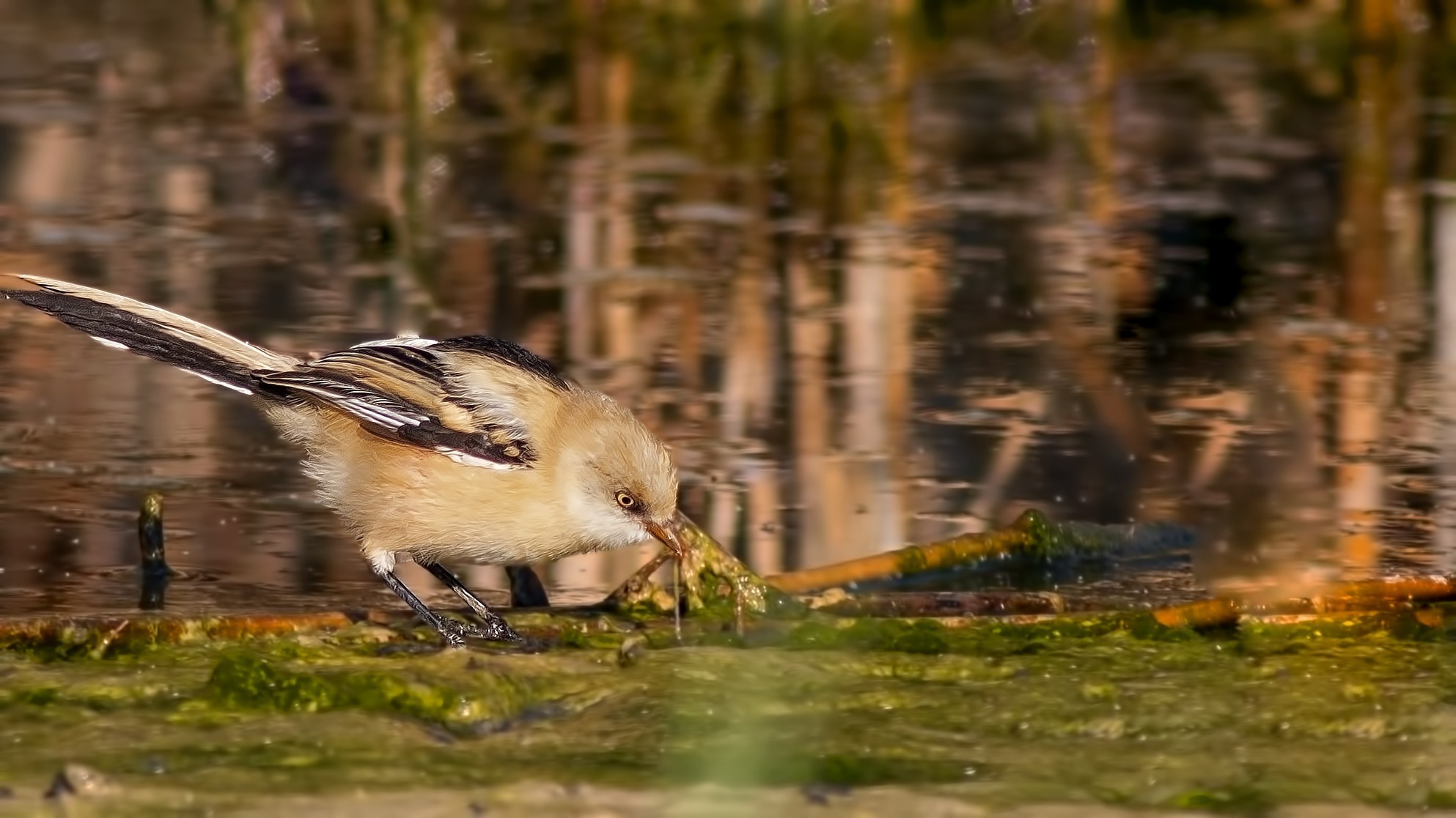 Bearded Reedling