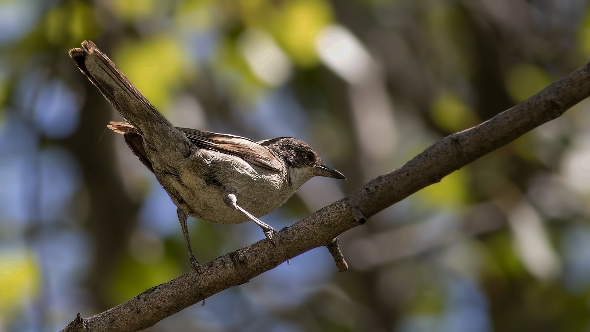 Eastern Orphean Warbler
