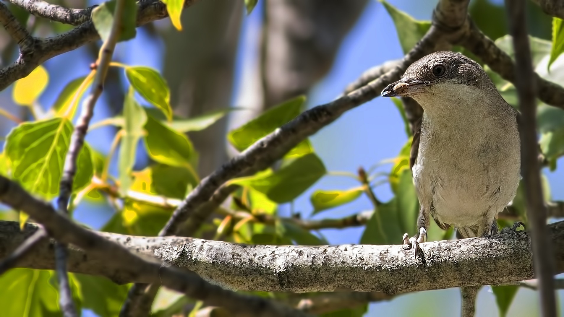 Eastern Orphean Warbler