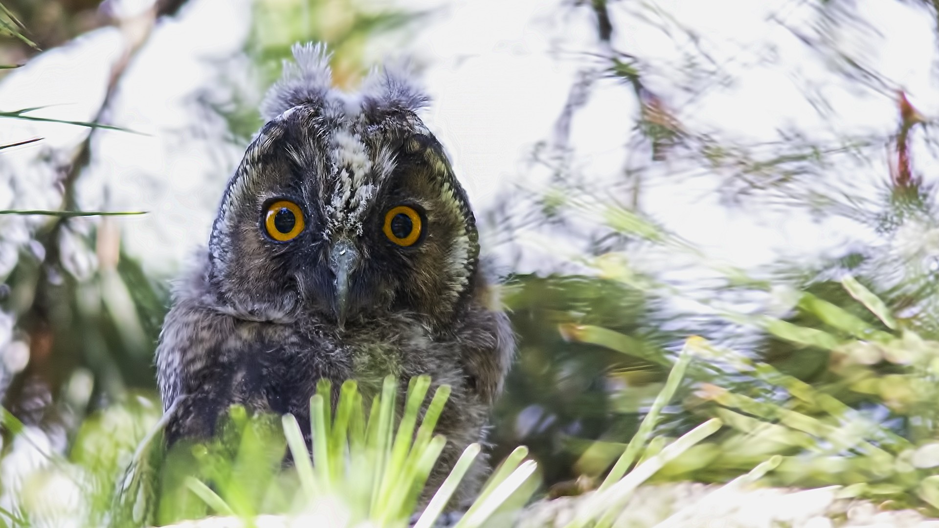 Northern Long-eared Owl