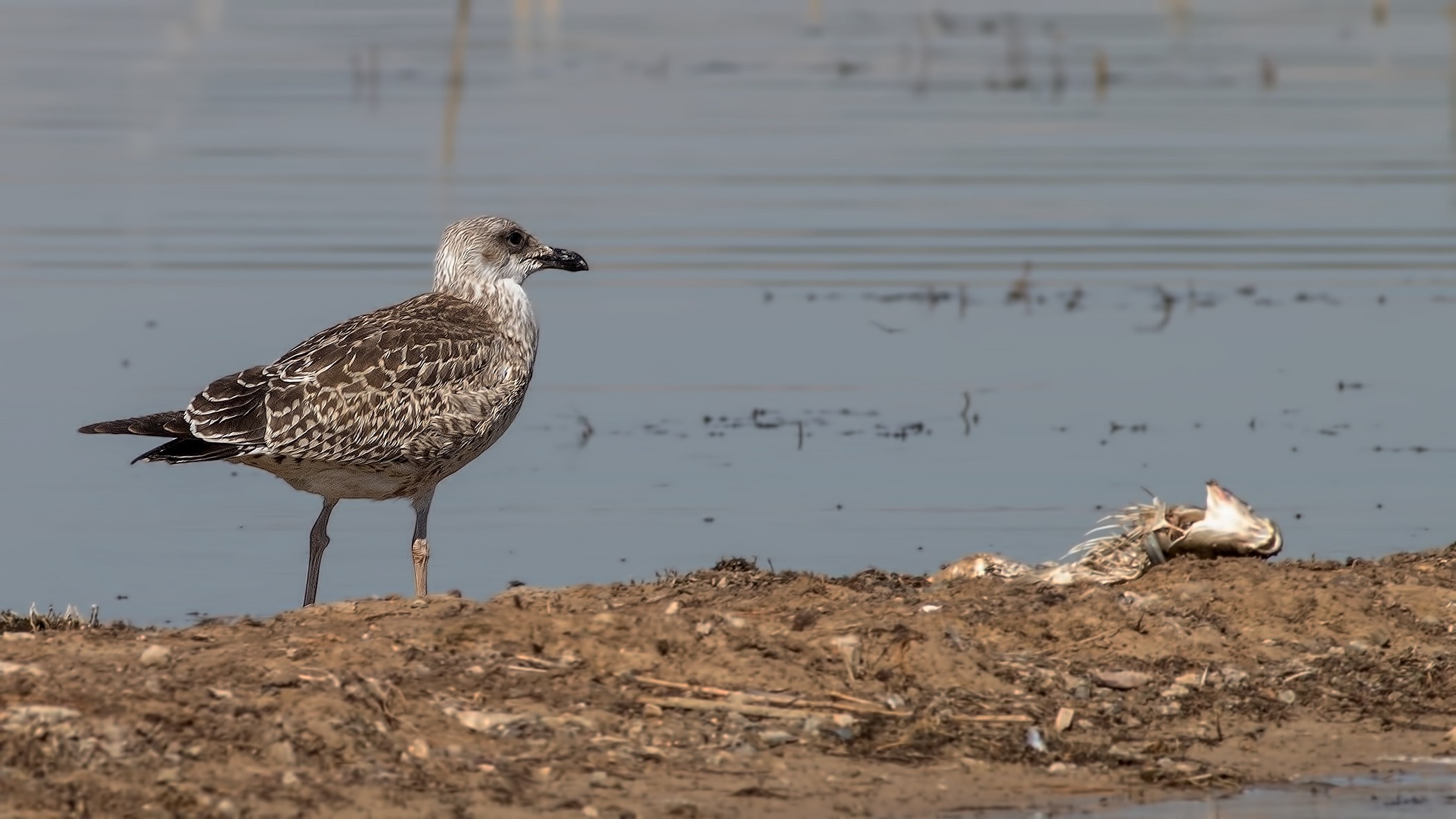 Yellow-legged Gull