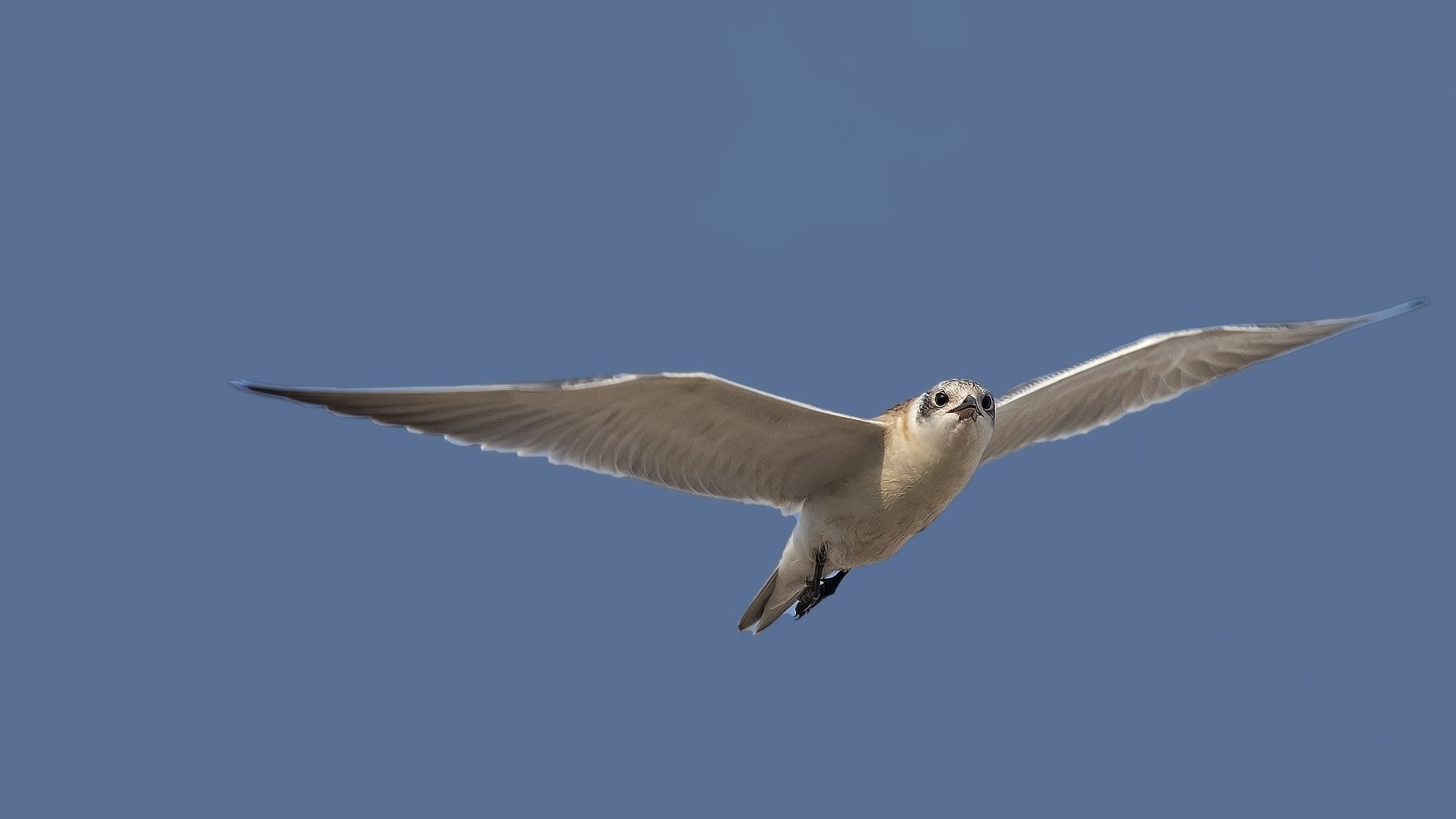 Little Gull