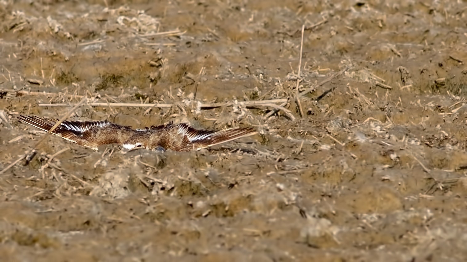 Kentish Plover