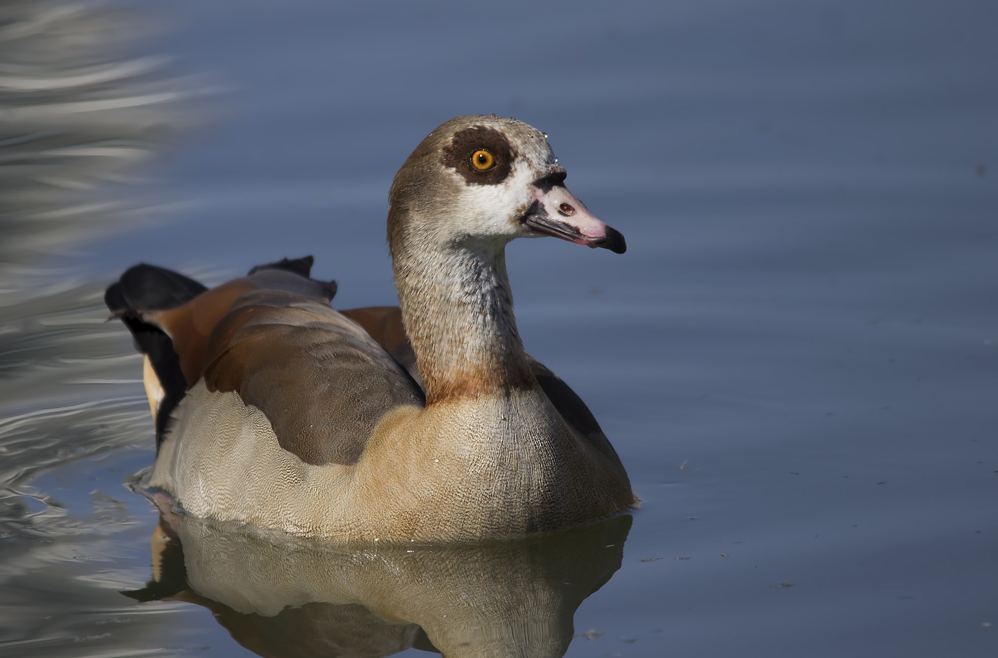 Egyptian Goose