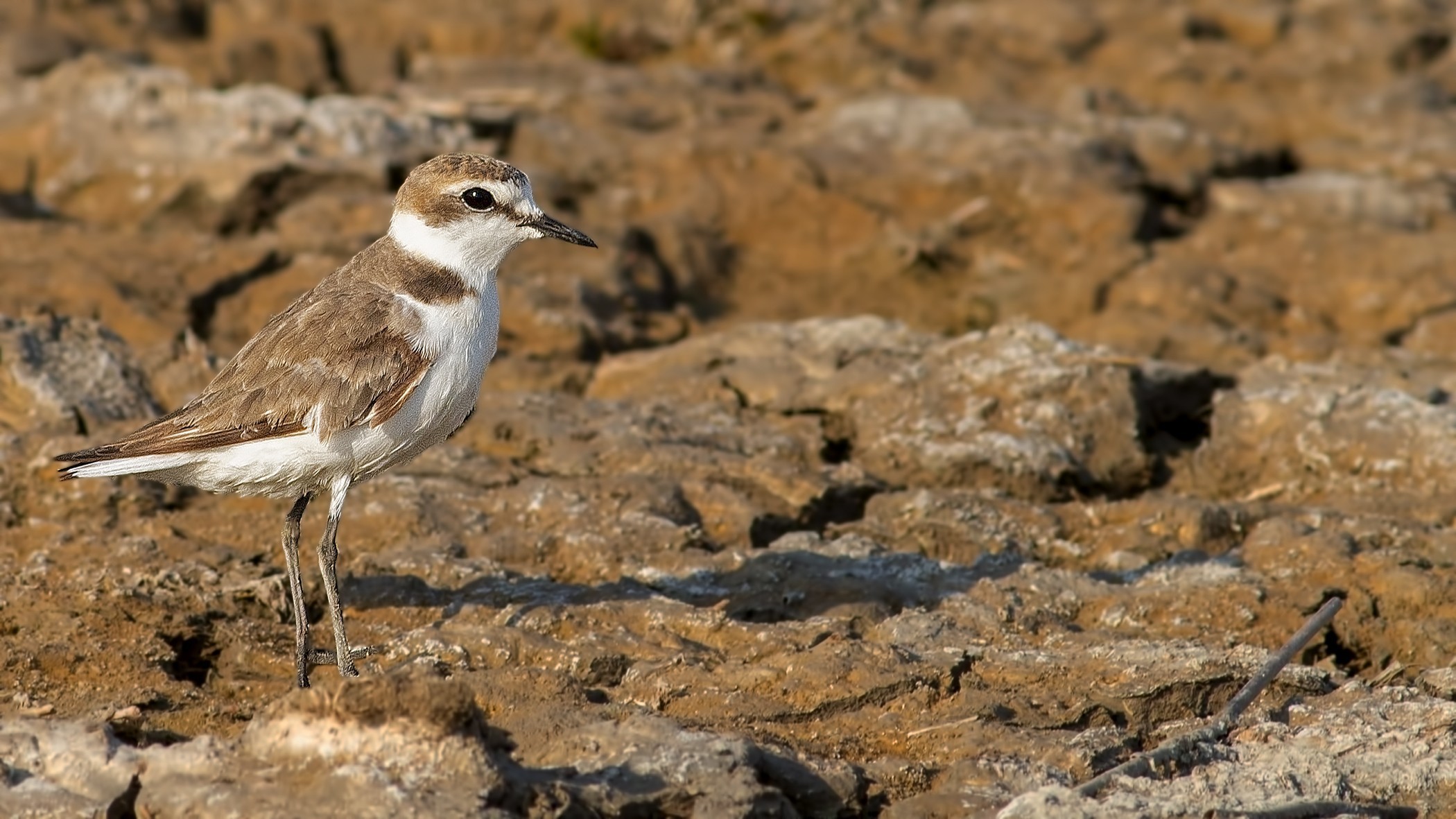 Kentish Plover