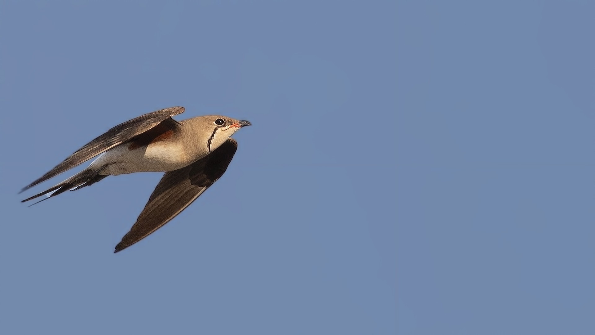 Collared Pratincole