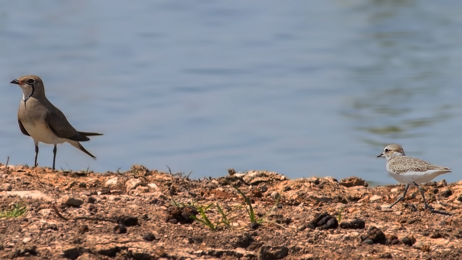 Collared Pratincole