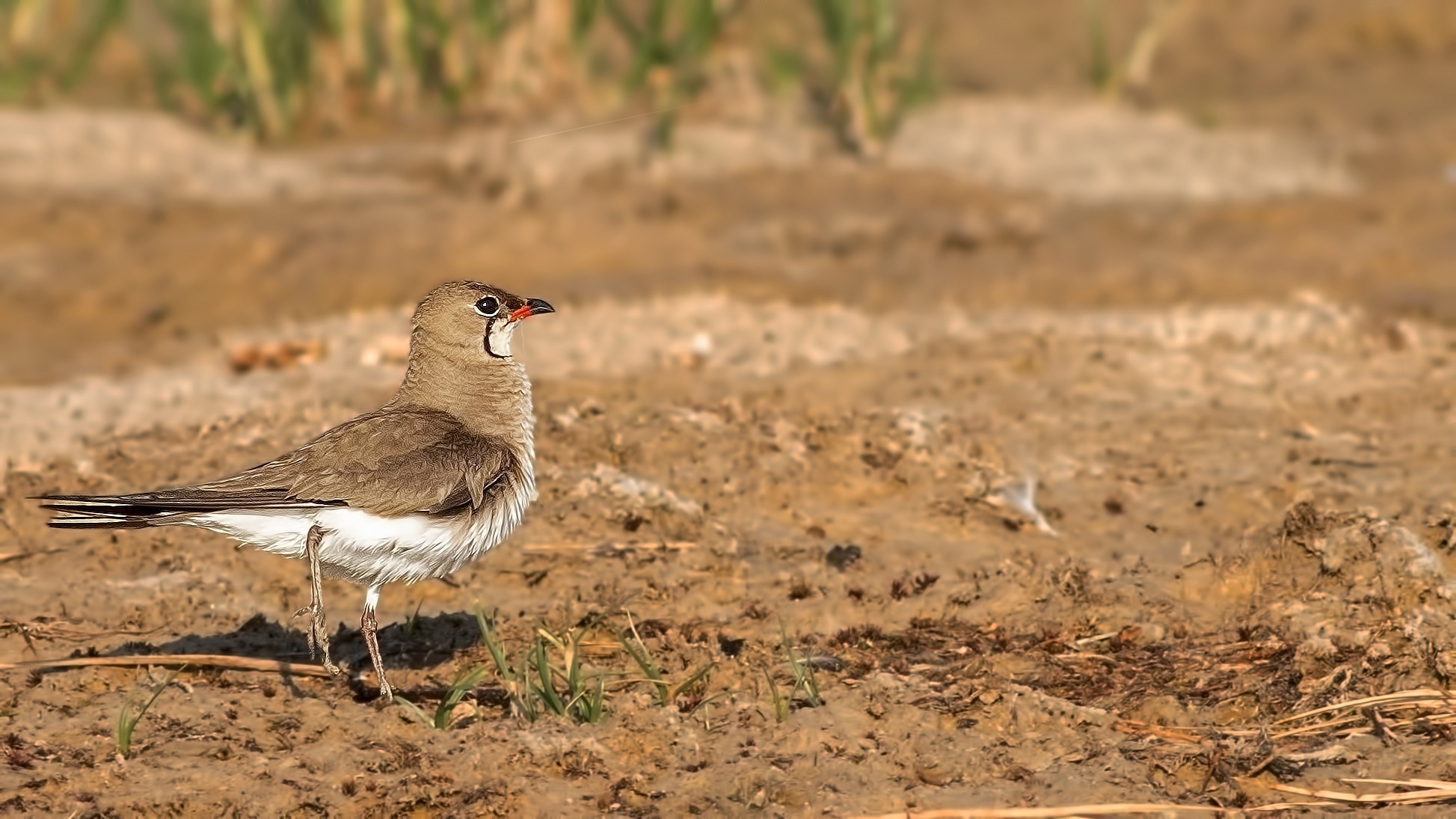 Collared Pratincole