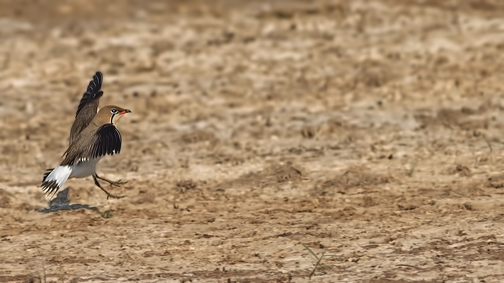 Collared Pratincole