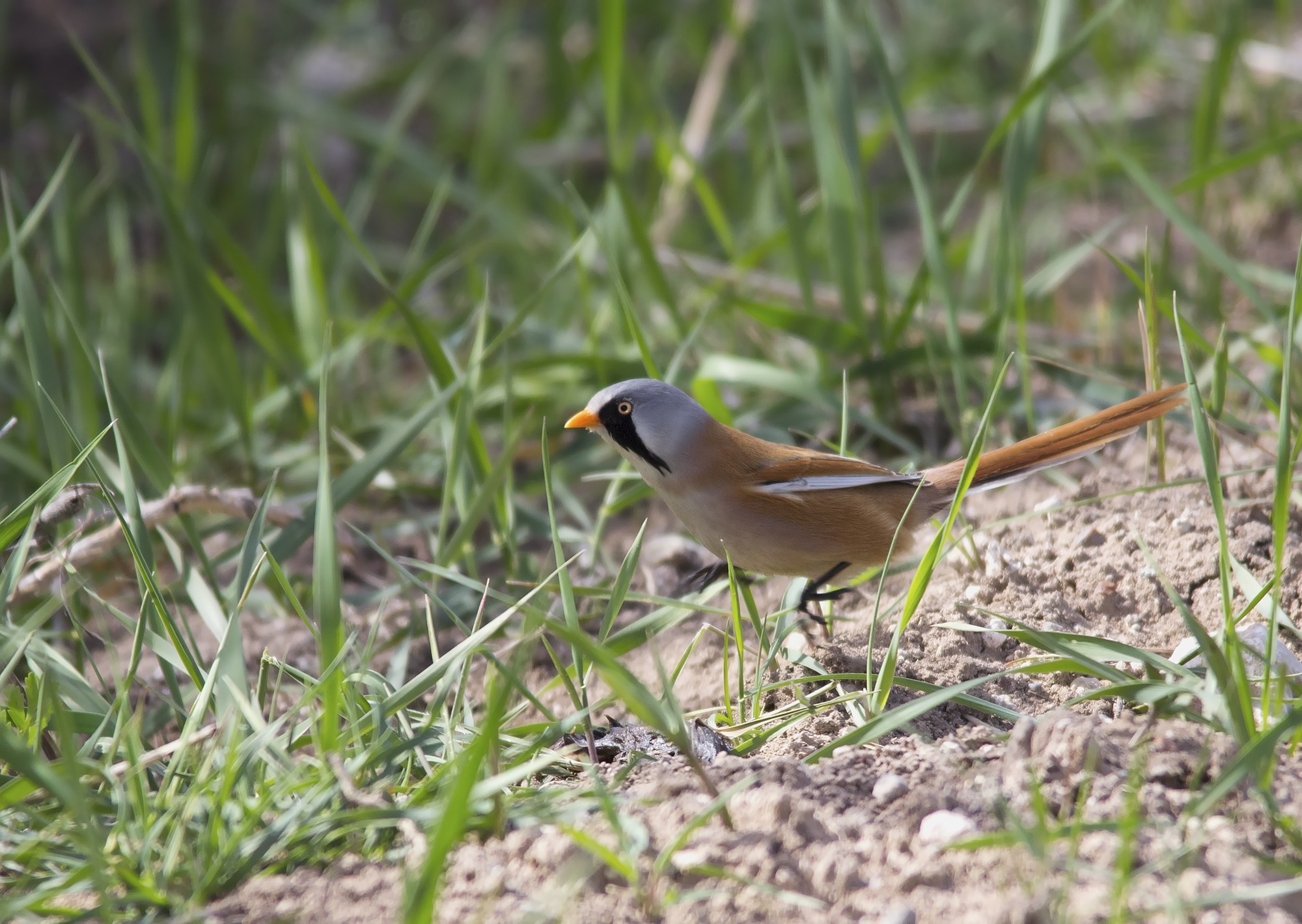 Bearded Reedling