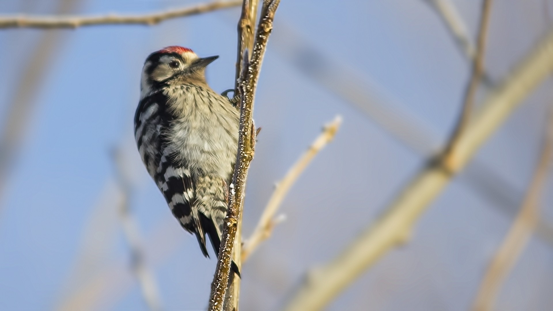 Lesser Spotted Woodpecker