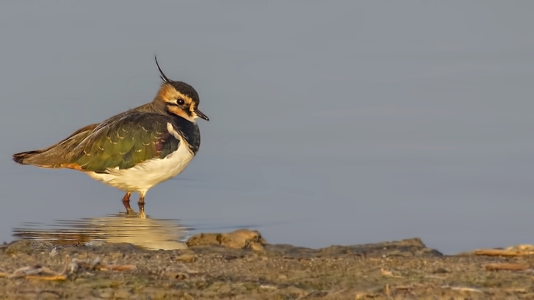 Northern Lapwing
