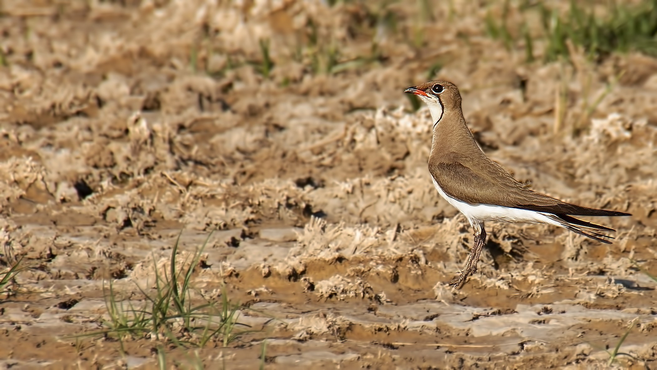 Collared Pratincole