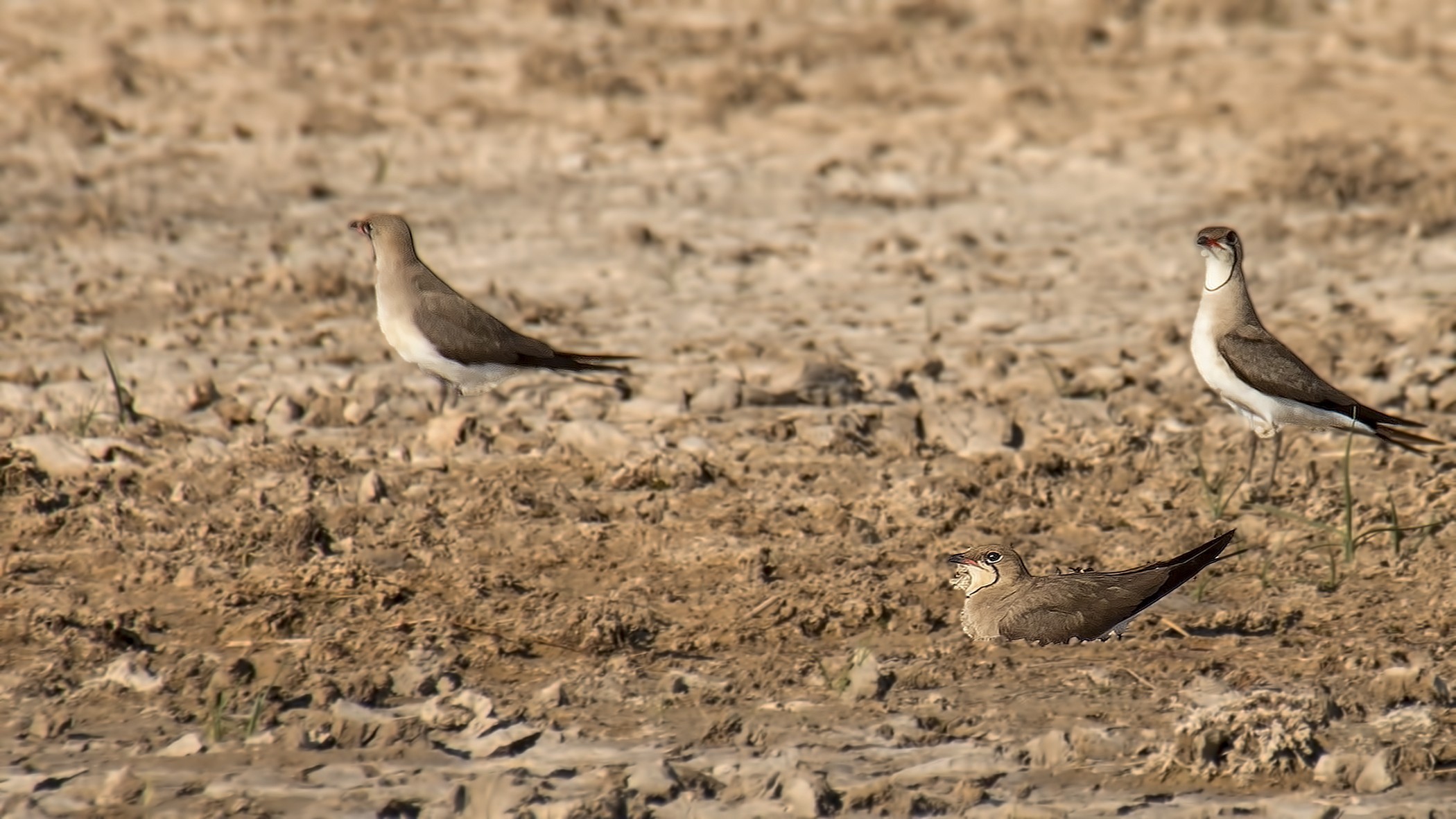 Collared Pratincole
