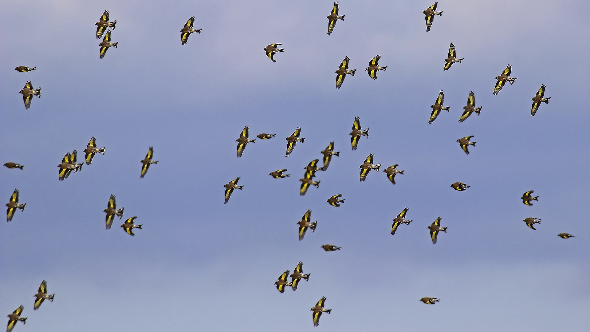 European Goldfinch