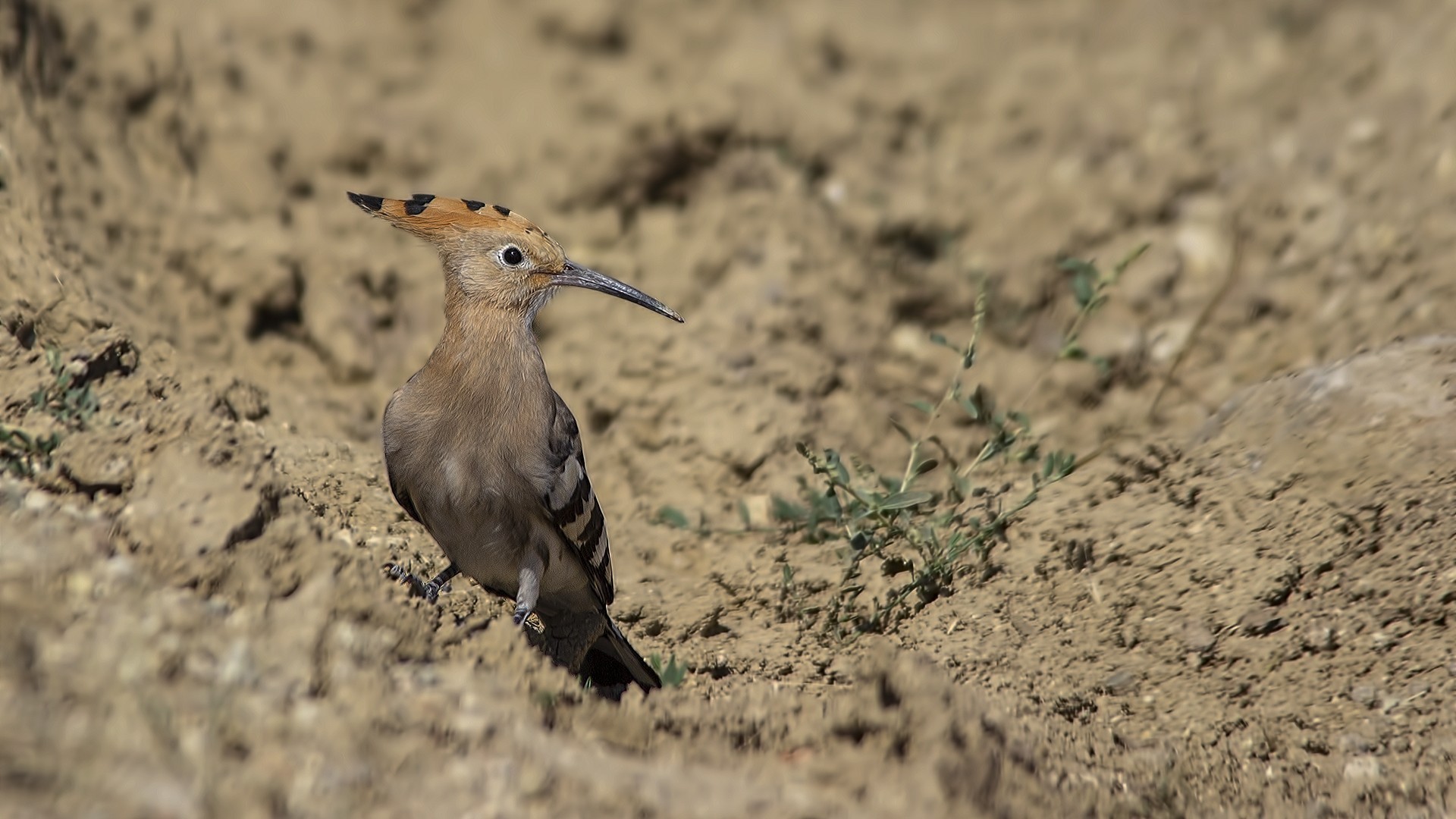 Common Hoopoe
