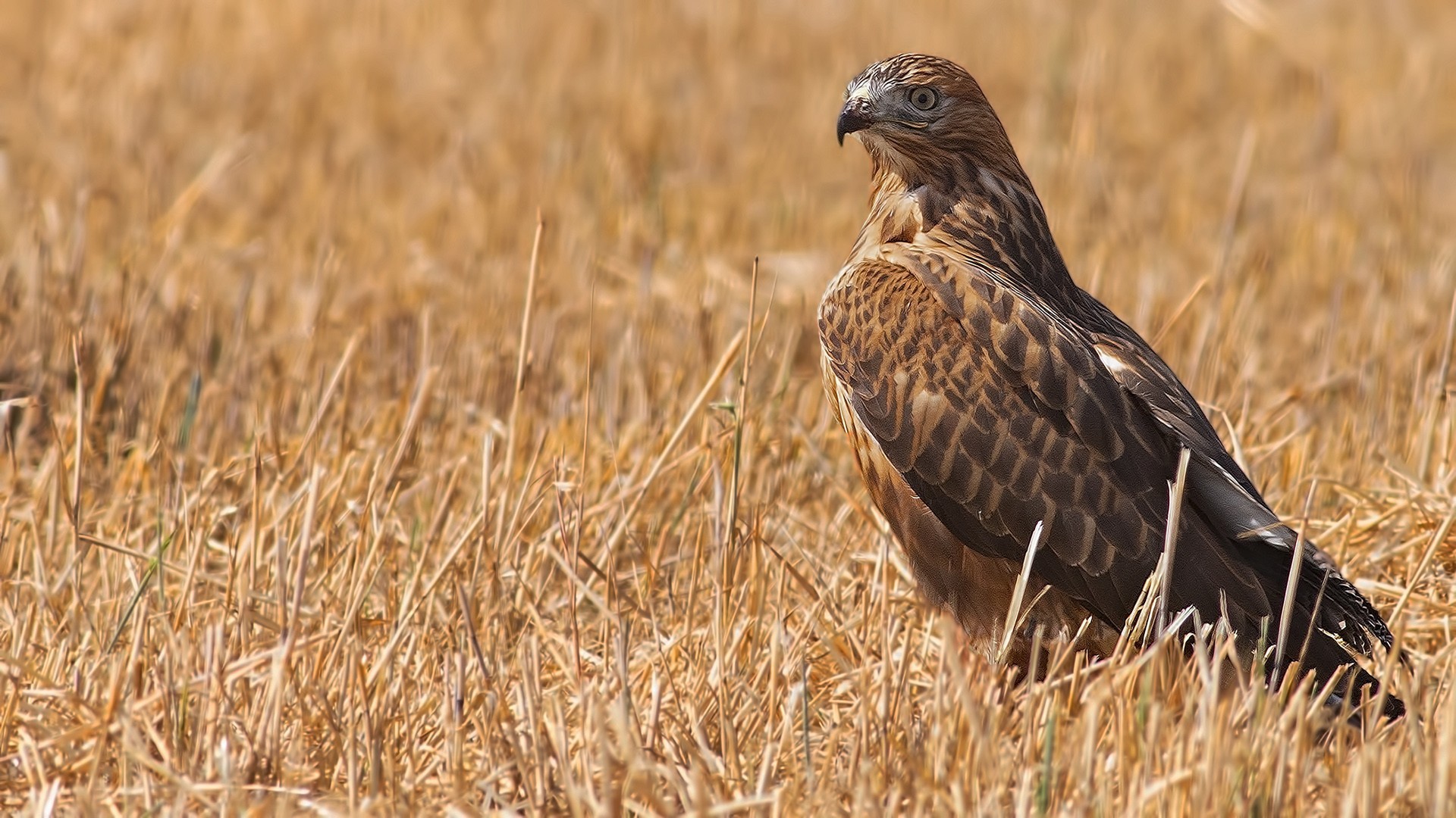Long-legged Buzzard