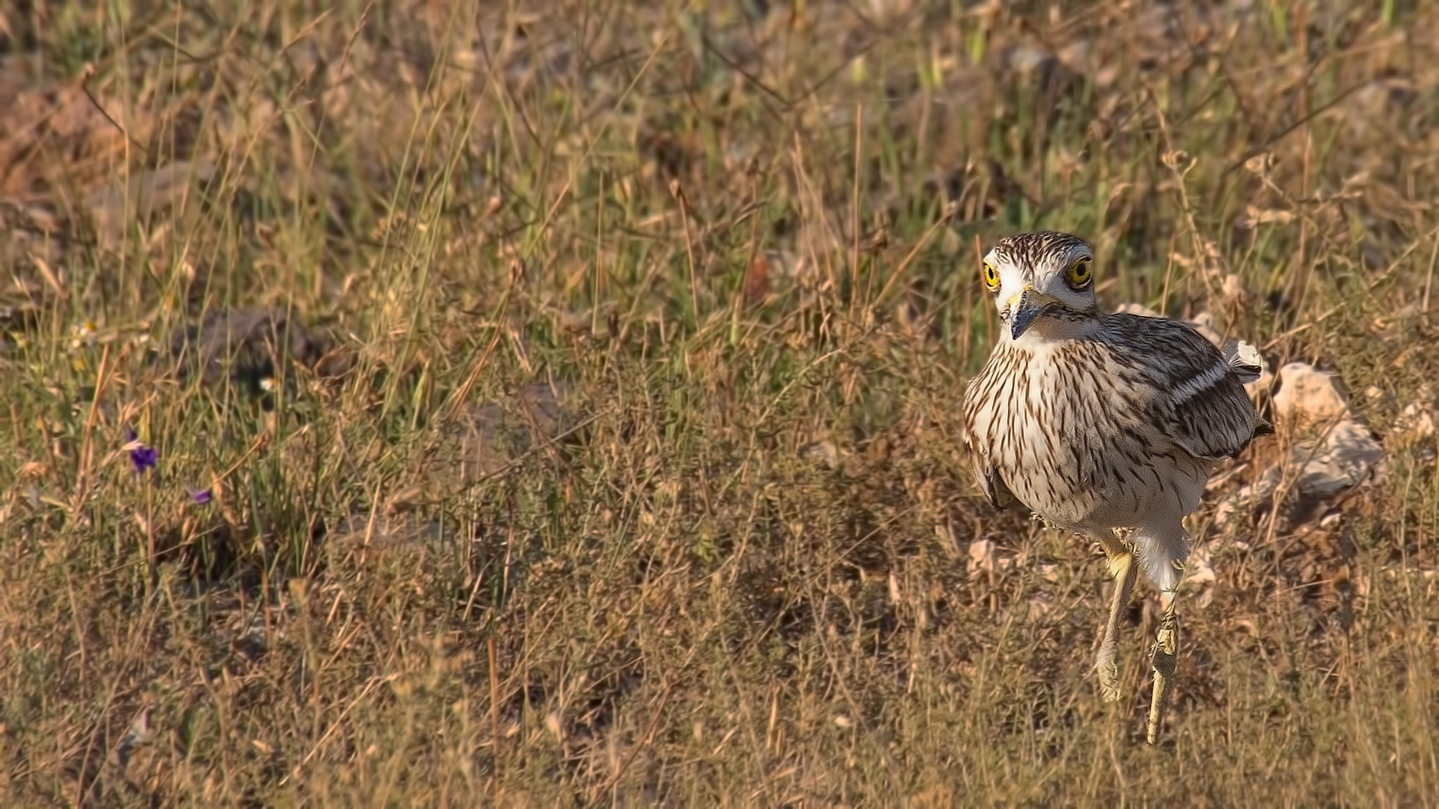 Eurasian Thick-knee